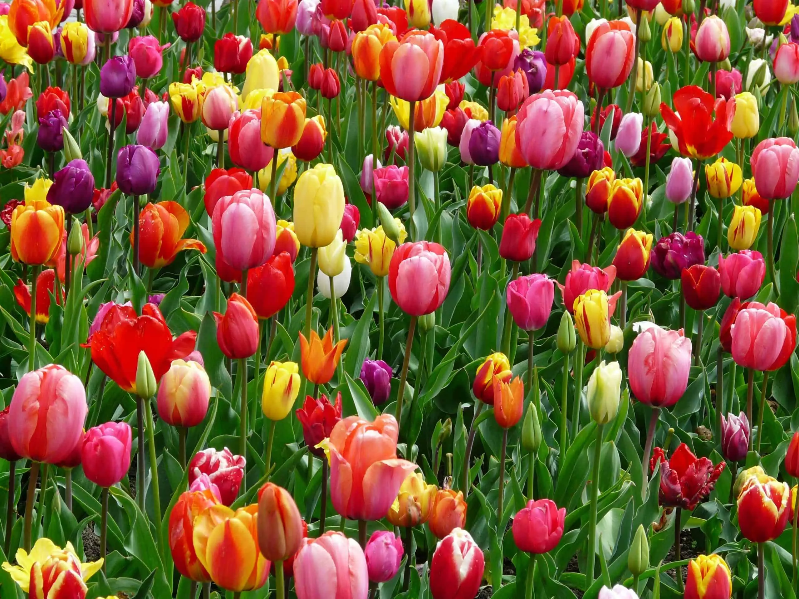 Spring Statement 2025 - AccounTax Zone Limited